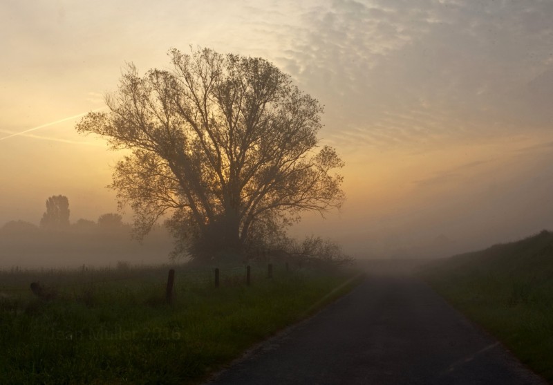 Tree In Dawn Mist